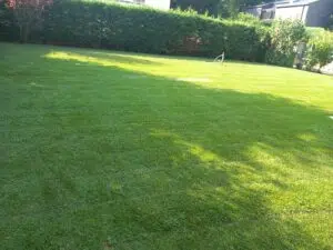 Rollrasen verlegen Kosten