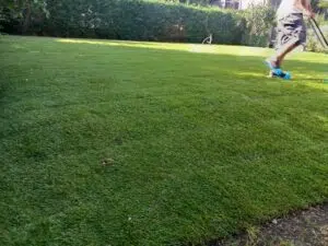 Rollrasen Pflege Tipps