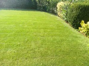 Rollrasen verlegen Garten